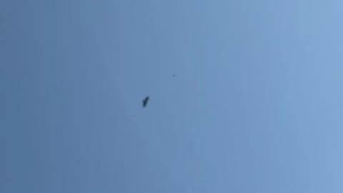 peregrine falcon bird flying above in bl... | Stock Video | Pond5