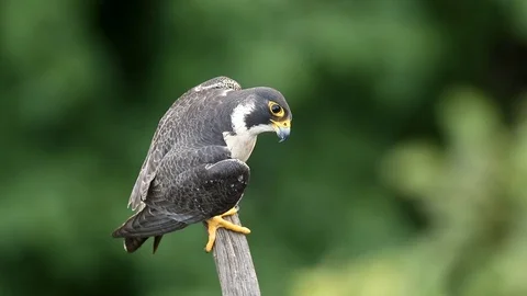 Peregrine Falcon calling Stock Footage 104267717