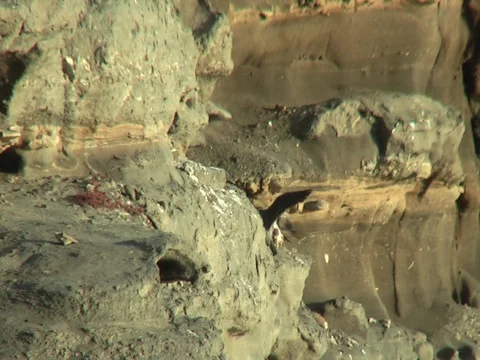Peregrine falcon chicks testing their wings while parent brings food Stock Footage 111897513