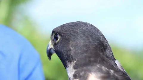 Peregrine Falcon close up Stock Footage 83084101