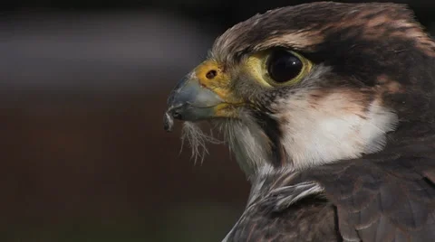 Peregrine Falcon Closeup Stock Footage 33581191
