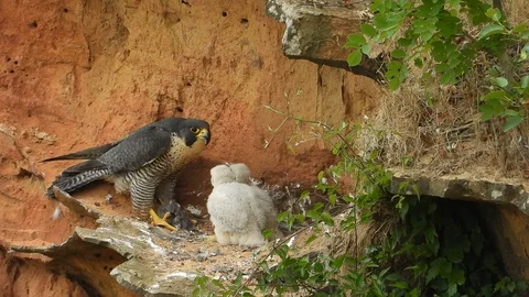 Peregrine Falcon. Falco peregrinus. mother feeds chicks. 7953P. Q Stock Footage