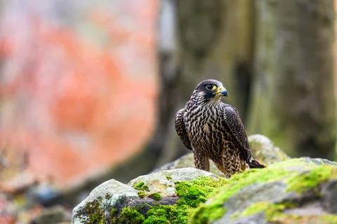 The peregrine falcon (Falco peregrinus) sitting in a forest on a stone and lo Stock Photos