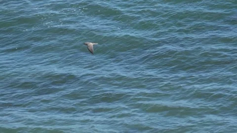 Peregrine falcon flapping it wings and gliding. Stock Footage 276618720