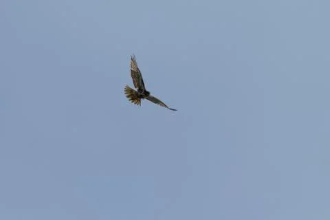 Peregrine falcon flying Stock Photos