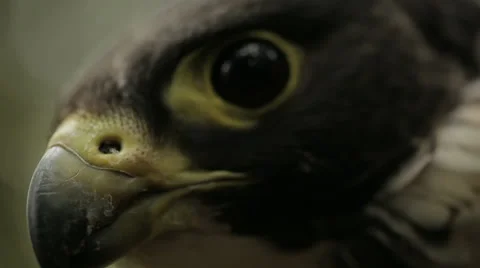 Peregrine falcon Stock Footage 52593863