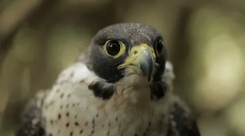 Peregrine falcon Stock Footage 52593870
