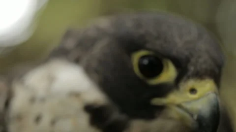 Peregrine falcon Stock Footage 52593943
