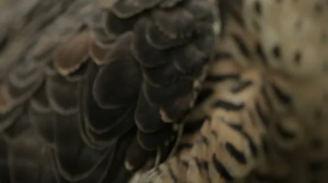 Peregrine falcon Stock Footage 52593952