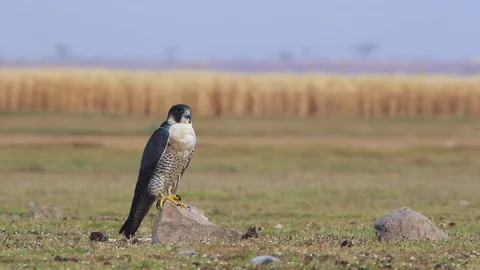 Peregrine Falcon Stock Footage 79228033