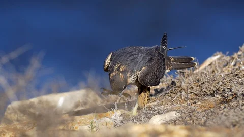 Peregrine Falcon Stock Footage 97960089