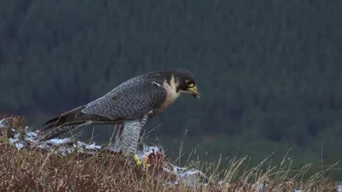 Peregrine Falcon Video stock 293152028