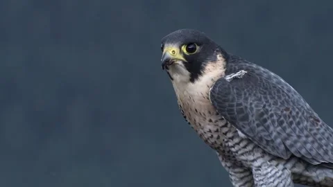 Peregrine Falcon Video stock 293152035