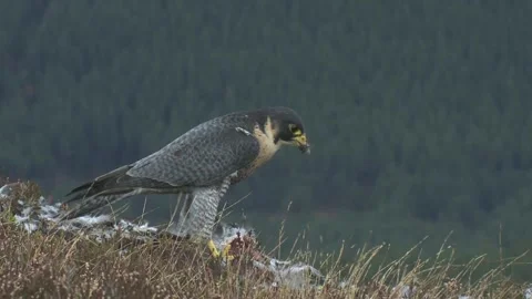 Peregrine Falcon Video stock 293152037