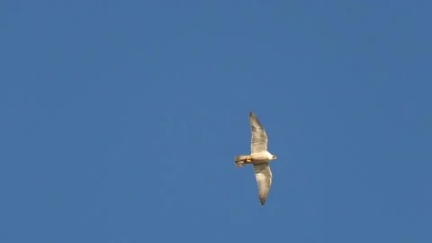 Peregrine falcon Stock Footage 314781075