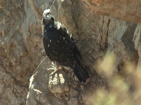 Peregrine falcon juvenile Stock Footage 114190857