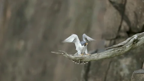 Peregrine Falcon landing in slowmotion Stock Footage