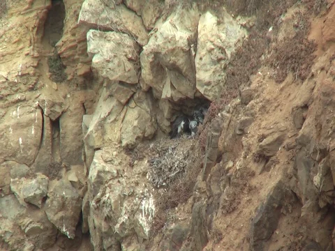 Peregrine falcon parent defeathering a bird for its 3 chicks Stock Footage 114190895