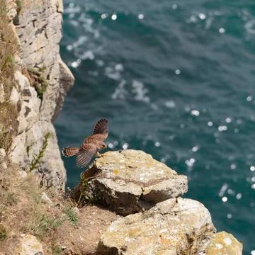 Peregrine falcon Stock Photos