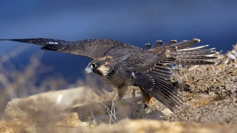 Peregrine Falcon Spreading wings Stock Footage