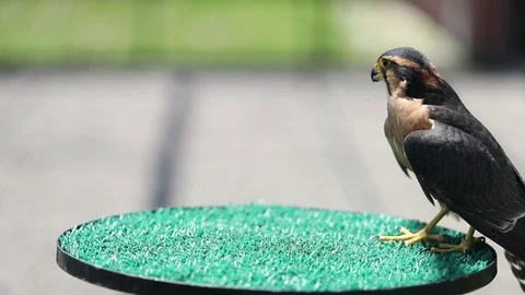 Peregrine Falcon talking- Close-up Video stock 82795690