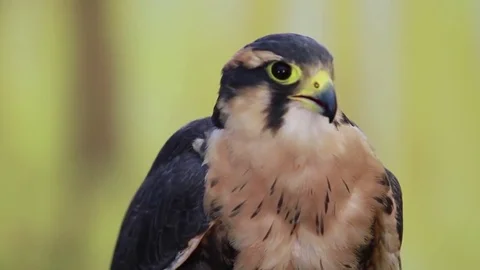 Peregrine Falcon talking Stock Footage 83084092