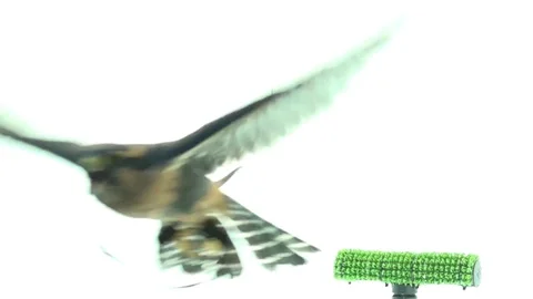 Peregrine Falcon on white background Stock Footage 83083703