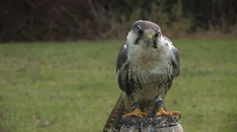 Peregrine Falcon Wide Stock Footage 33581085