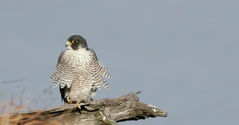 Peregrine Falcons mating  Stock Footage 81933739