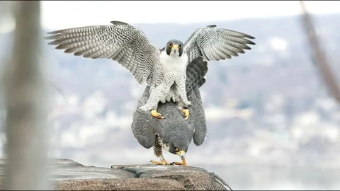 Peregrine Falcons mating Stock Footage 84747707