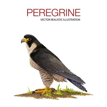 Peregrine. Illustrazione stock