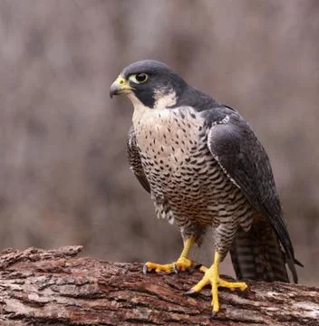 Peregrine on a log Stock Photos