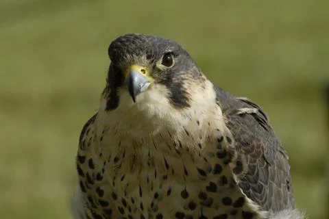 Peregrine Stock Photos