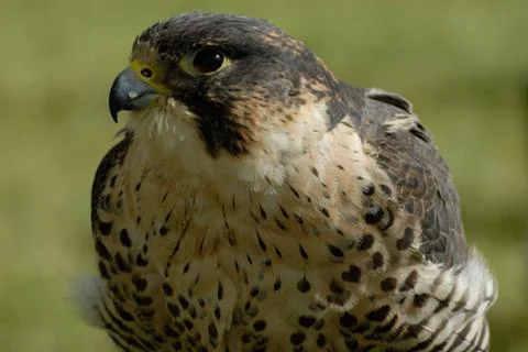 Peregrine Stock Photos