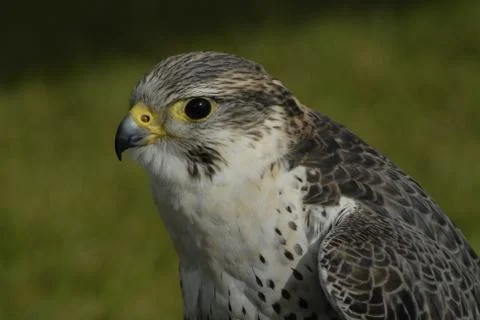 Peregrine Stock Photos