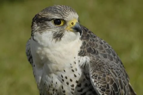 Peregrine Stock Photos