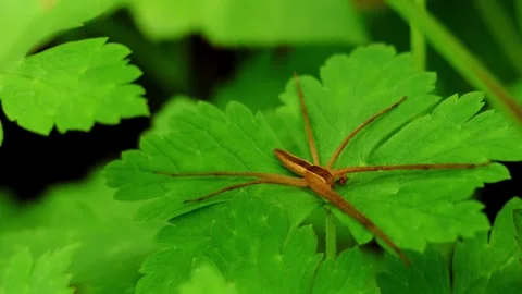Perenethis venusta spider on green leaf Vidéo 345111411