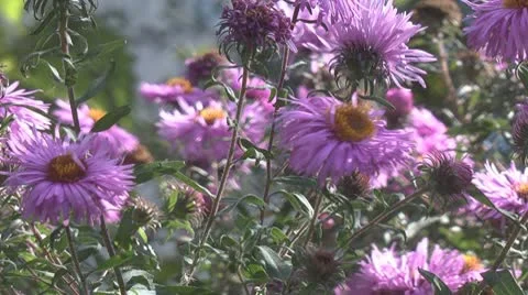 Perennial asters Stock Footage