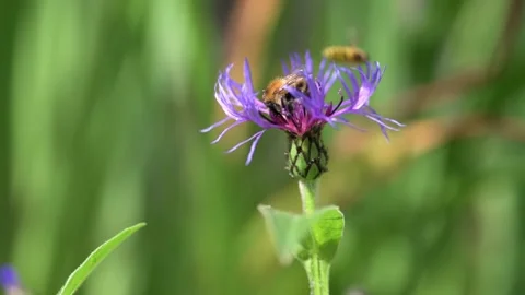 Perennial Cornflower Stock Footage 161413145