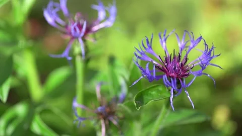 Perennial Cornflower Stock Footage 161416630