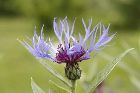 Perennial Cornflower Stock Photos
