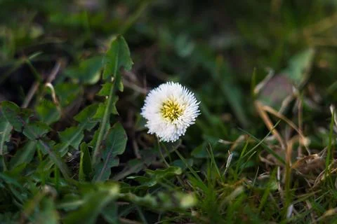 Perennial daisy in thick spring grass Stock Photos