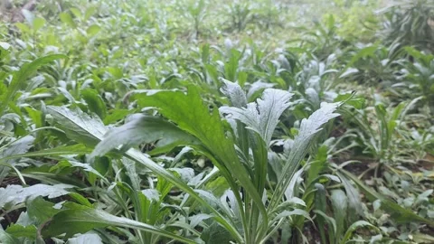 Perennial Meadow Stock Footage 304328843