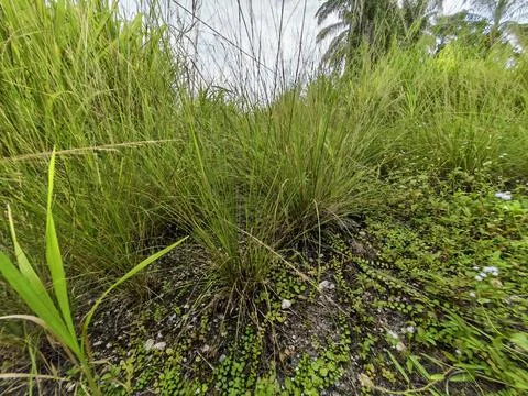 Perennial meadow grass Stock Photos