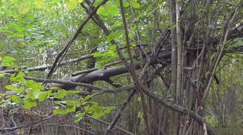 Perennial shrub Stock Footage 68617461