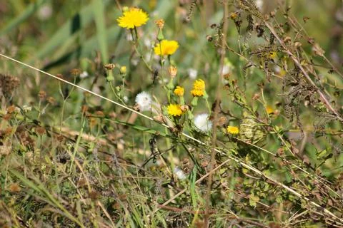 Perennial sowthistle in bloom closeup view with selective focus on foreground Foto stock