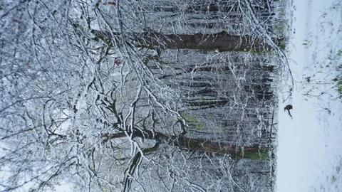 Perennial trees are covered with cold white snow. Stock Footage 296403282