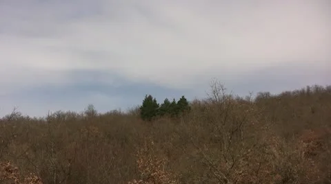 Perennial Trees Stock Footage 10741756