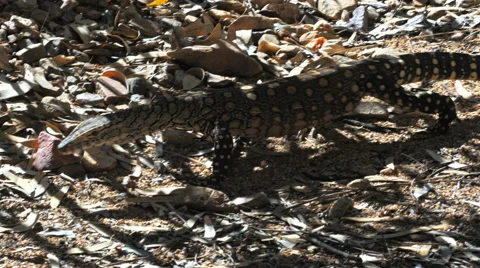 Perentie lizard walking Stock Footage 52188490