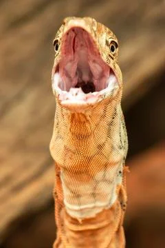 Perentie Stock Photos